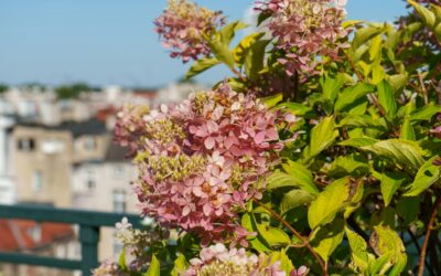Parking Lot to Garden: The Urban Transformation Story
