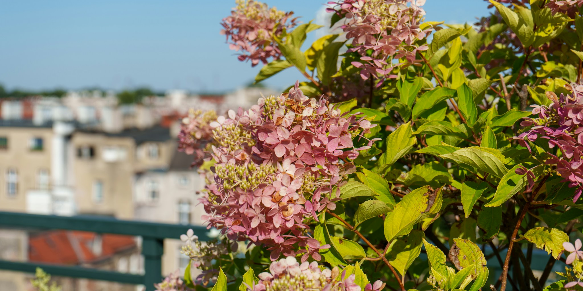 Parking Lot to Garden: The Urban Transformation Story