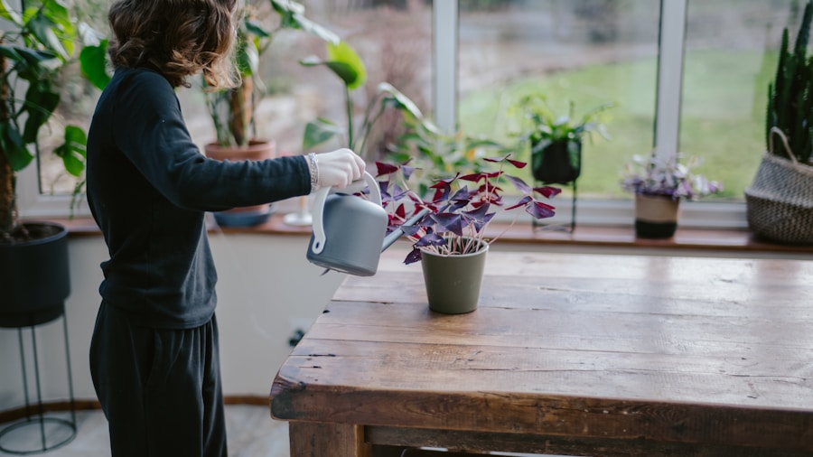 7 Tips to Prevent and Eliminate Spider Mites on Your Houseplant Collection 1 watering indoor plant soil moisture