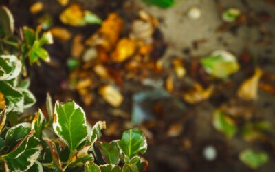 Martha Stewart Endorses Boxwood Shrubs for Fall Gardens: What Shoppers Should Know