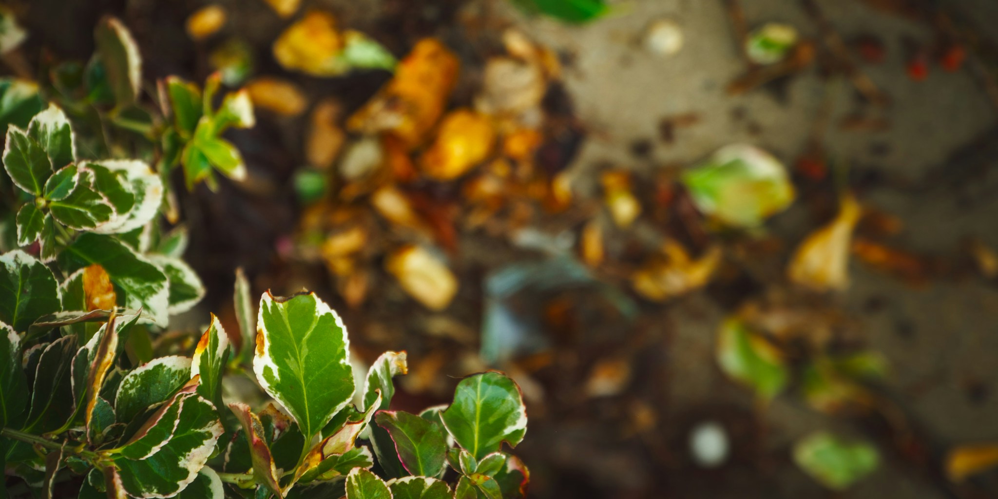 Martha Stewart Endorses Boxwood Shrubs for Fall Gardens: What Shoppers Should Know